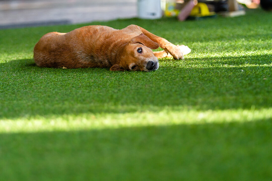 https://duologi.com/wp-content/uploads/2020/06/dog-lying-on-artificial-grass.jpg